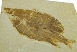 Limestone with Three Fossil Fish (Knightia) - Wyoming #363920-1